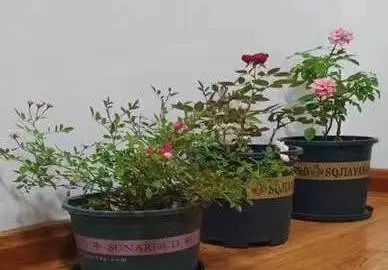 1753425458131780.jpg 微信图片_20250725143413.jpg